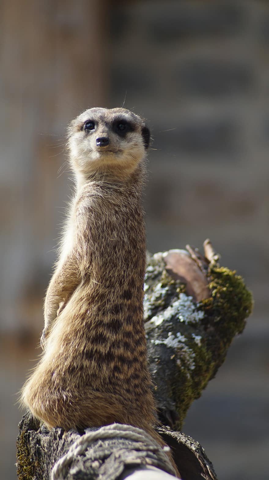 meerkat, ζώο, ΖΩΟΛΟΓΙΚΟΣ ΚΗΠΟΣ, suricate, θηλαστικό ζώο, άγρια ​​ζωή, πανίδα, φύση