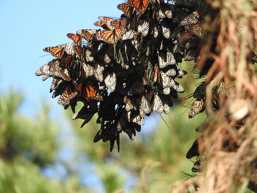 motyl, monarcha, Klastry motyli, skrzydełka, kwiaty, środowisko, drzewo