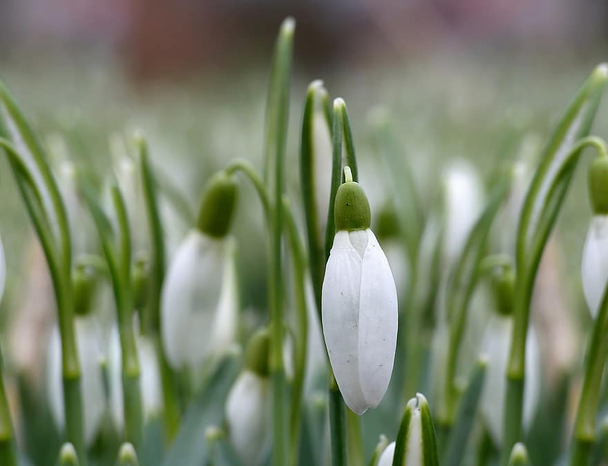 Snowdrop, Spring Flowers, White Flowers, Spring, Nature, Background, green color, plant, close-up, freshness, springtime