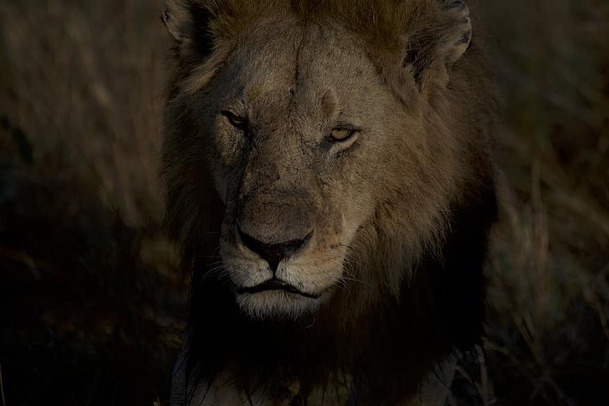 Lion, animal, crinière, mammifère, prédateur, faune, safari, zoo, photographie de la faune, région sauvage, fermer