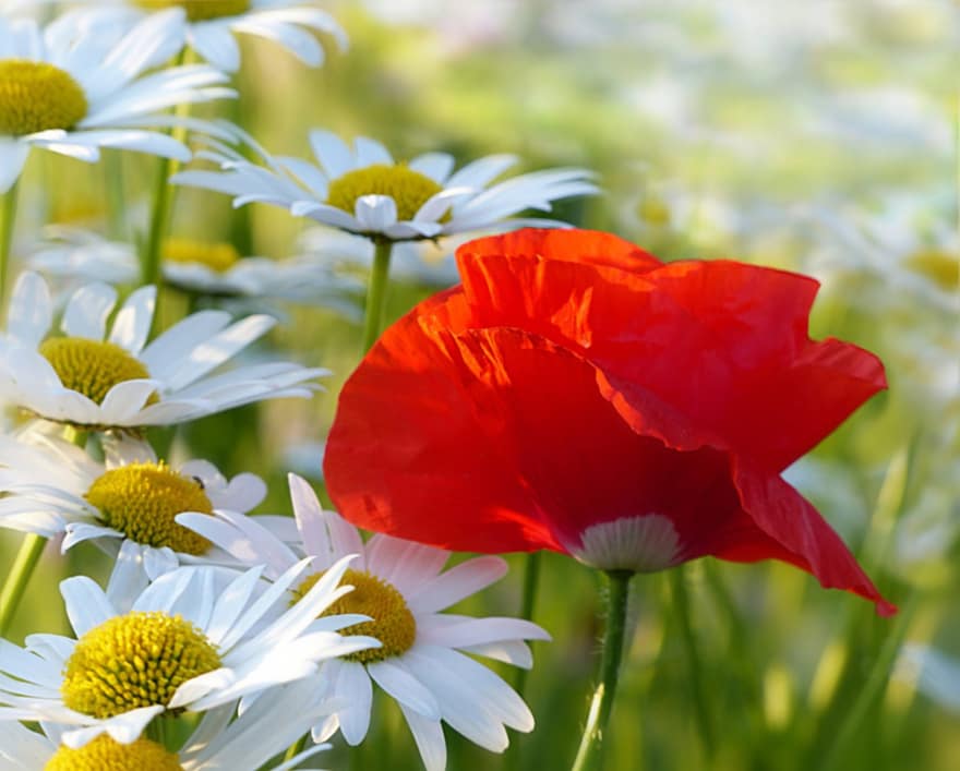 ปลูก, ดอกไม้, ป๊อปปี้สีแดง, papaver rhoeas, เดซี่สีขาว, Leucanthemum, แถบดอกไม้, แมลงง่าย, น่ารัก, สดใส, พระอาทิตย์ยามเย็น