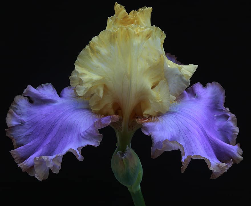 Blume, frisch, Garten, Gartenarbeit, Grün, wachsend, Wachsende Iris, Iris, Iris Blume, Iris Pflanze, Blatt