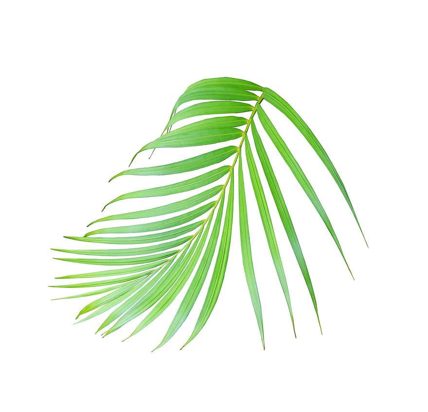 длан, листо, тропически, растение, природа, дърво, екзотичен, кокосов орех, ботаника, палмово клонче, лято