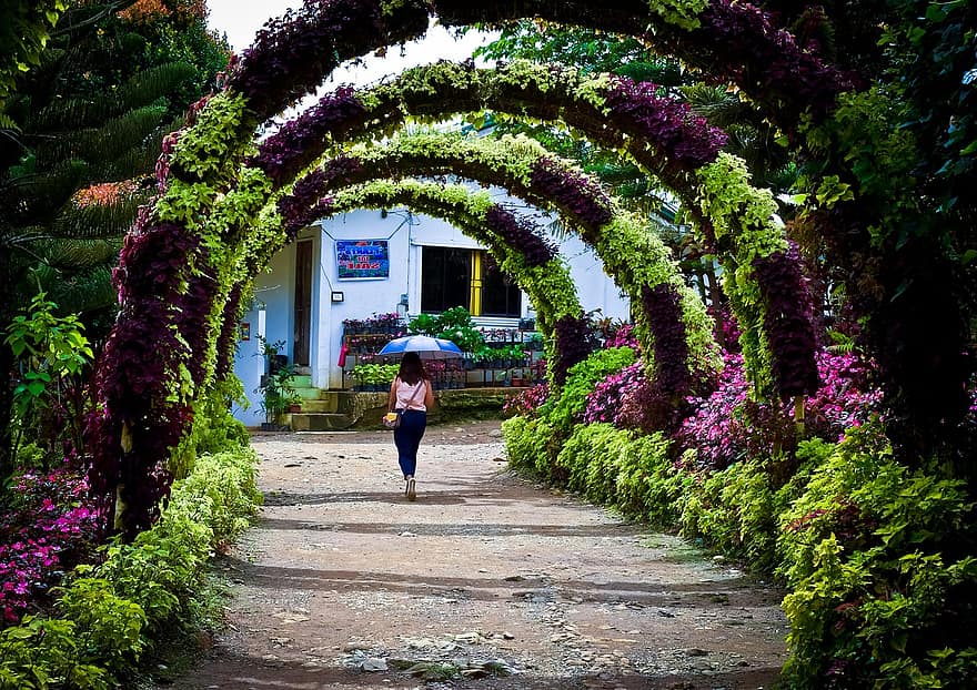 cesta, chůze, žena, deštník, dívka, zahrada, oáza, chodník, fialové listy, zelené listy, květiny