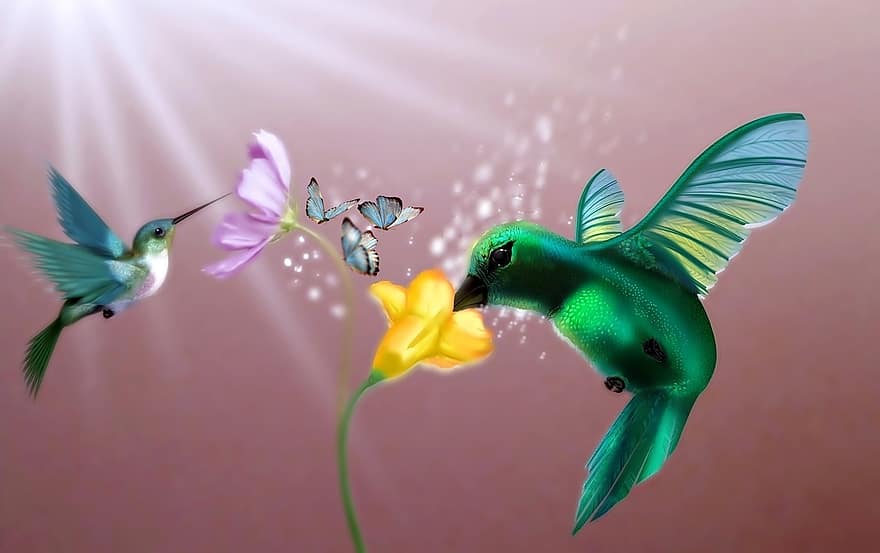beija flor, kolibry, ptaki, kwiaty, światło, Natura, colibri, ozdobny kwiat, latający