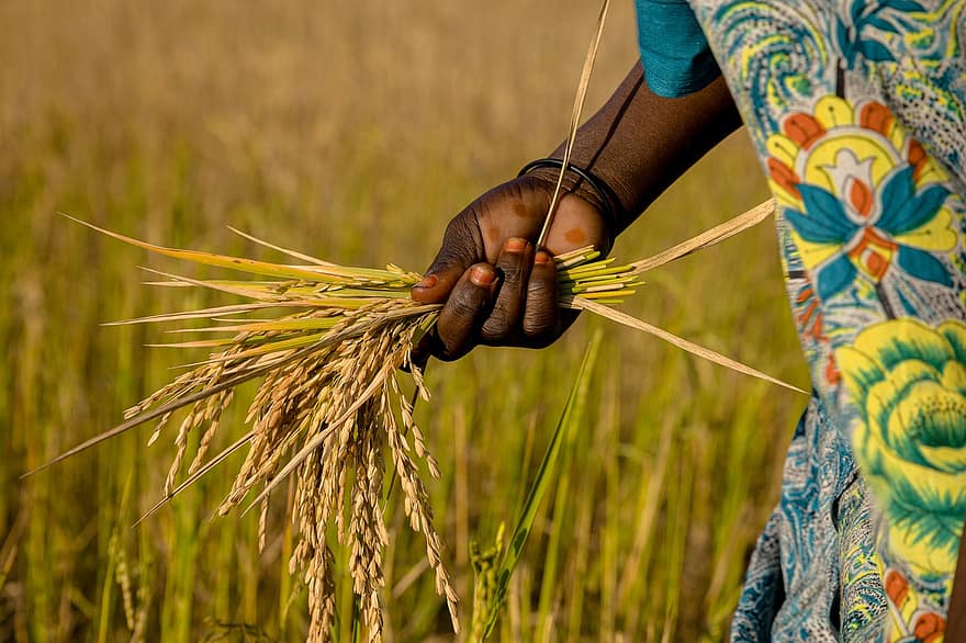 рис, поле, фермер, урожай, зерна, культура, завод, рука, женщина, Африка, ферма