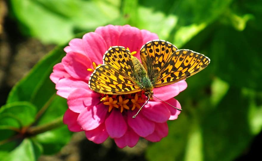 Butterfly, Flower, Pollinate, Pollination, Insect, Winged Insect, Butterfly Wings, Bloom, Blossom, Flora, Fauna