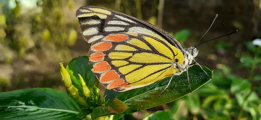 jezbelle commune, Delias Eucharis, papillon, Insecte Papillon