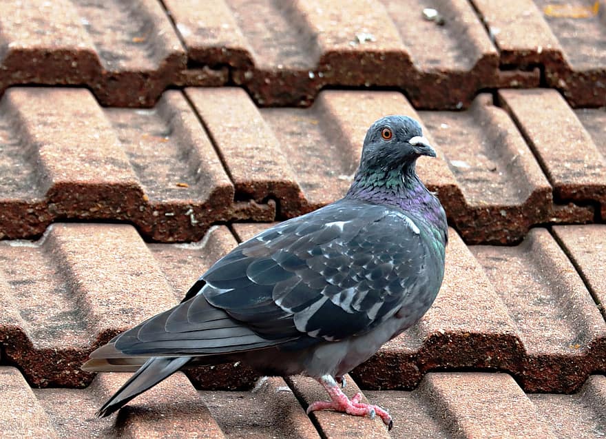 Bird, Pigeon, Ornithology, Feral Pigeon, Avian, Feathers, Plumage, Species