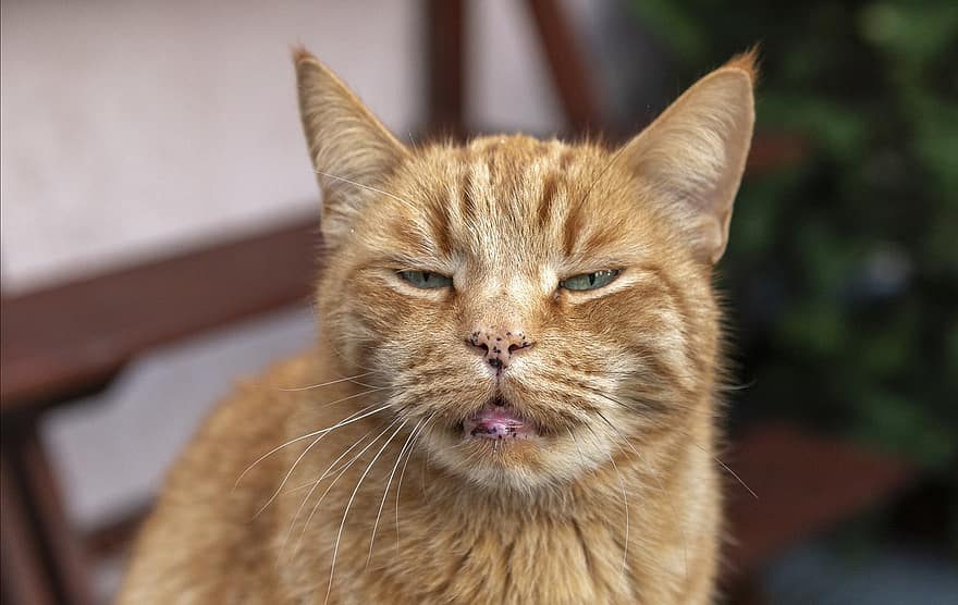 кошка, полосатый, домашнее животное, оранжевый табби, оранжевый кот, сонный, Домашняя кошка, кошачьи глаза, кошачье лицо, мех, оранжевый мех