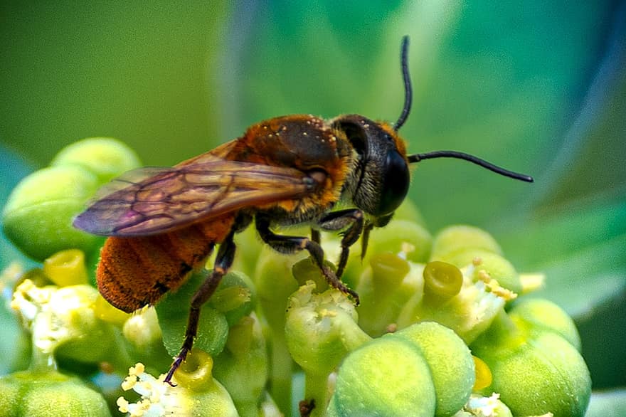 abeille, insecte, féconder, pollinisation, insecte ailé, ailes, la nature, hyménoptères, entomologie, macro