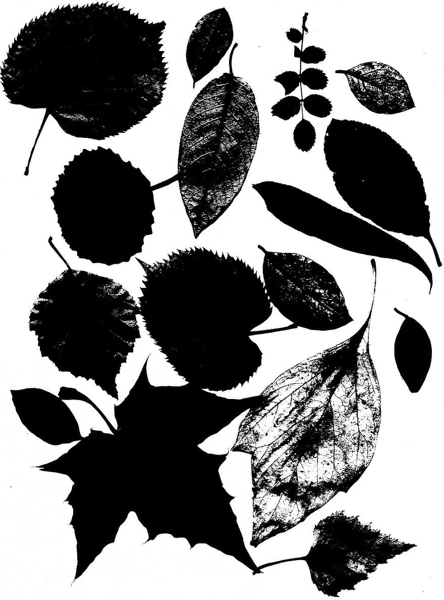 silhuetter, digital, svart, astronira, löv
