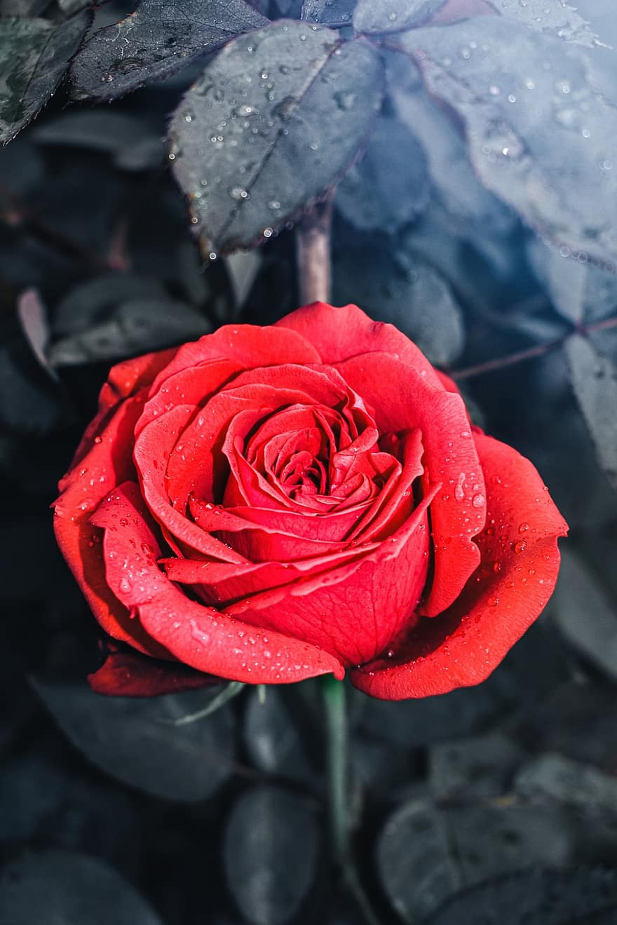 Rosa, flor, planta, Rocío, gotas de rocío, mojado, Rosa roja, flor roja, pétalos, floración, gotas de lluvia