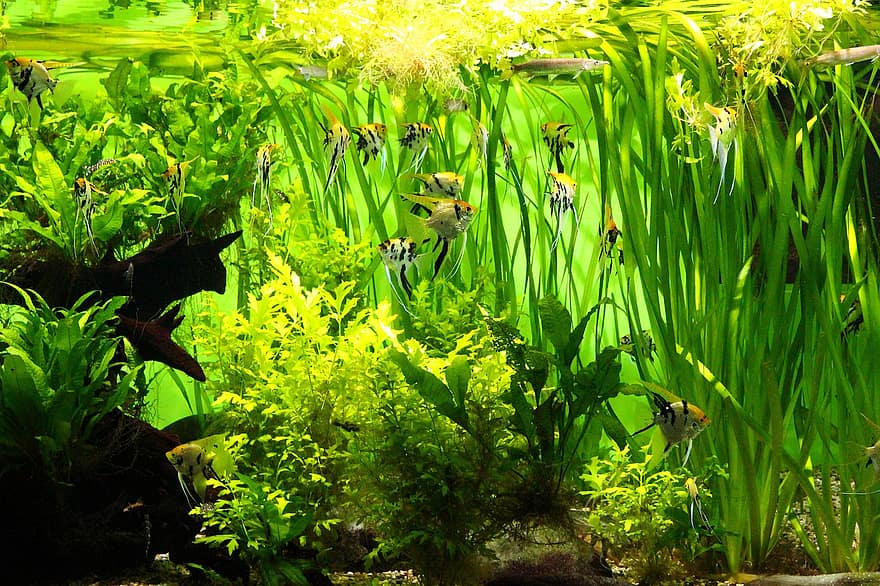 akvárium, skaláry, Ryba, pod vodou, zvířat, Příroda