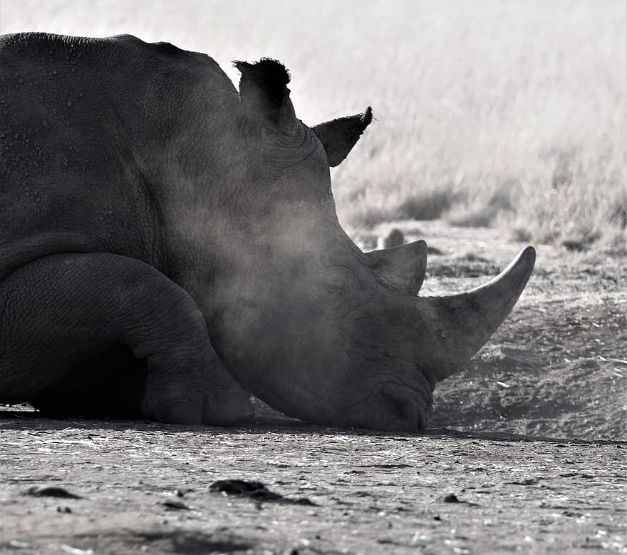 neshorn, horn, dyr, pattedyr, vilt dyr, vill, dyr verden, dyreliv fotografering, Pilanesberg, truet, natur
