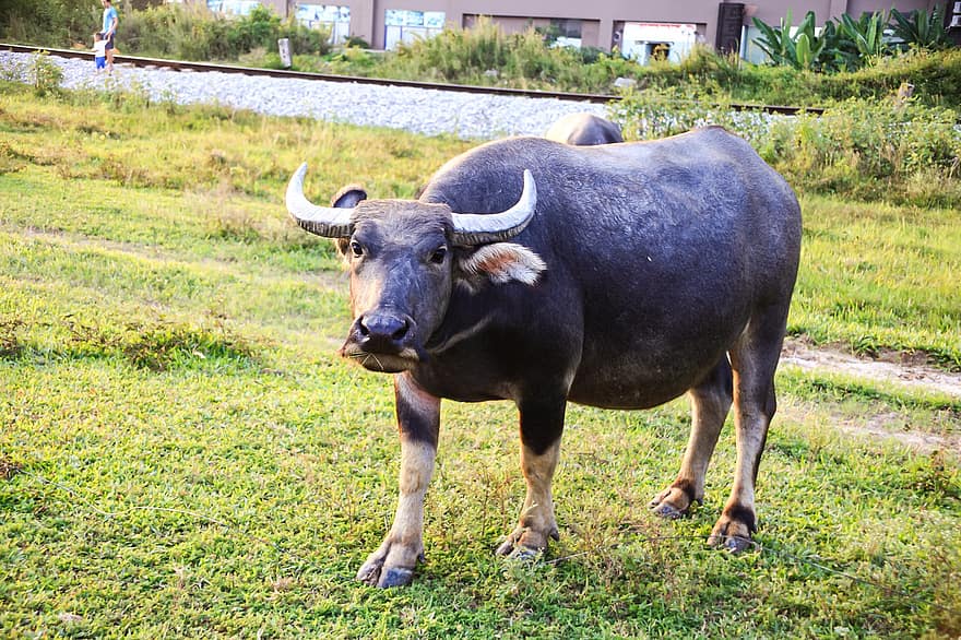 Buffalo, Horns, Cattle, Livestock, Farm, Animal, Nature, Mammal, Agriculture, Rural, Countryside