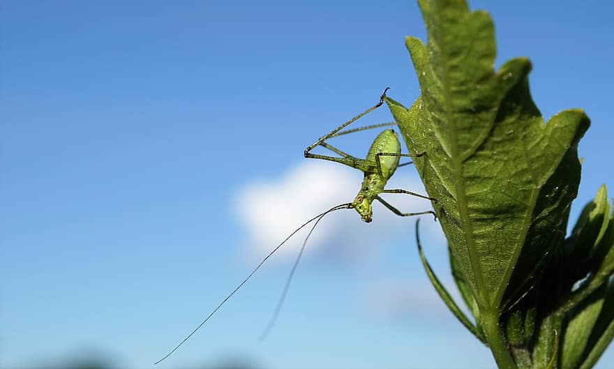 Grasshopper, Insect, Close Up, Viridissima, Animal, Green, Blue Sky, Macro, Biodiversity, Summer, Skip
