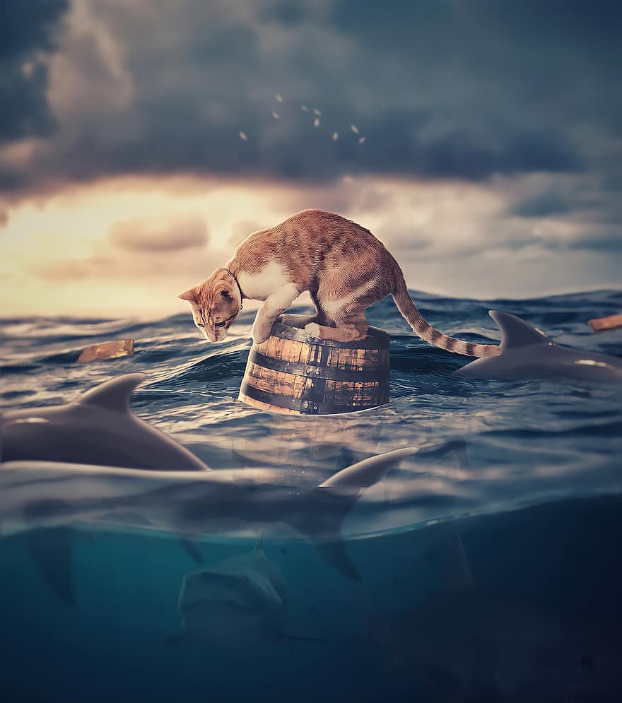 Cat, Water, Fantasy, Floating, Sharks, Barrel, Sea, Ocean, Floating Cat, Surreal, Photo Manipulation