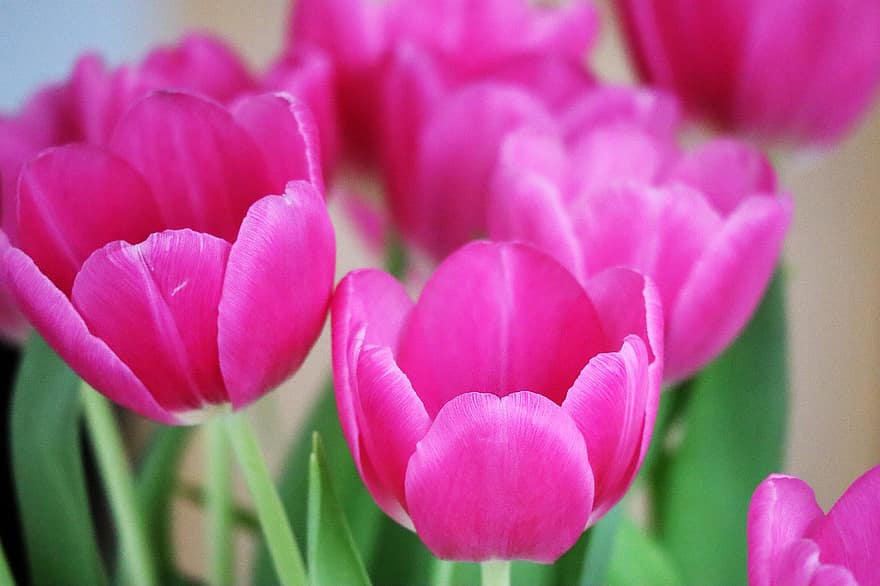 tulipaner, blomster, rosa blomster, petals, rosa petals, blomst, blomstre, flora, planter, vårblomster, anlegg