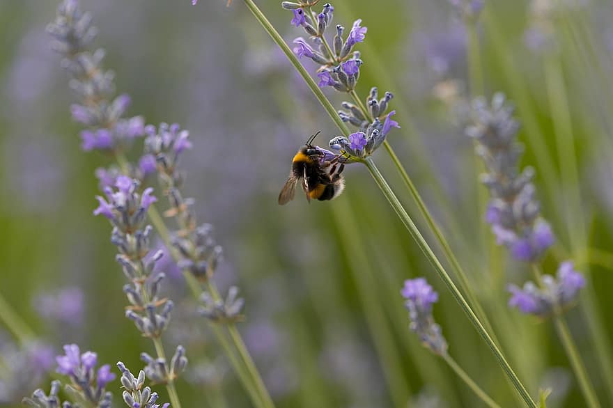 Bee, Lavender, Nature, Insects, Wings, Insect, Pollen, Profile, Flower, Pollinators, Field