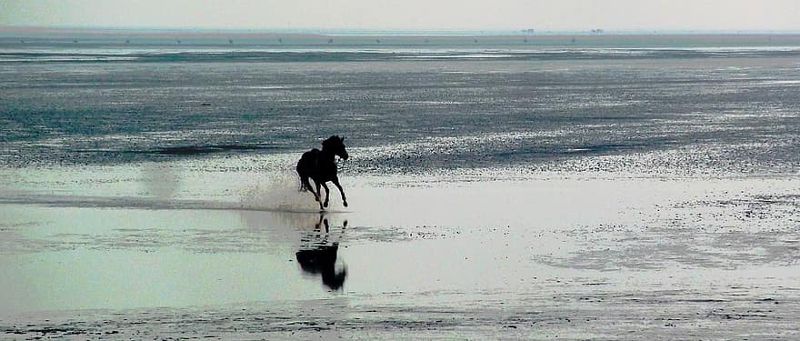 حصان ، حصان بدون راكب ، شاطئ بحر ، واط ، بالفرس ، الفروسية ، نشاط ، بسرعة ، التعافي ، رياضة ، يركض