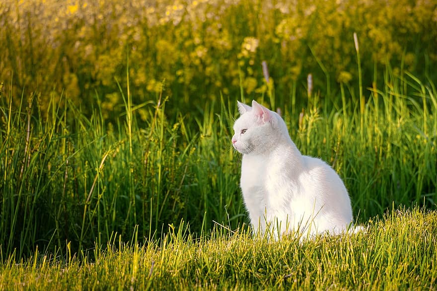 macska, házi kedvenc, állat, belföldi, macskaféle, emlős, fehér macska, fű, mező, tavaszi, elegáns