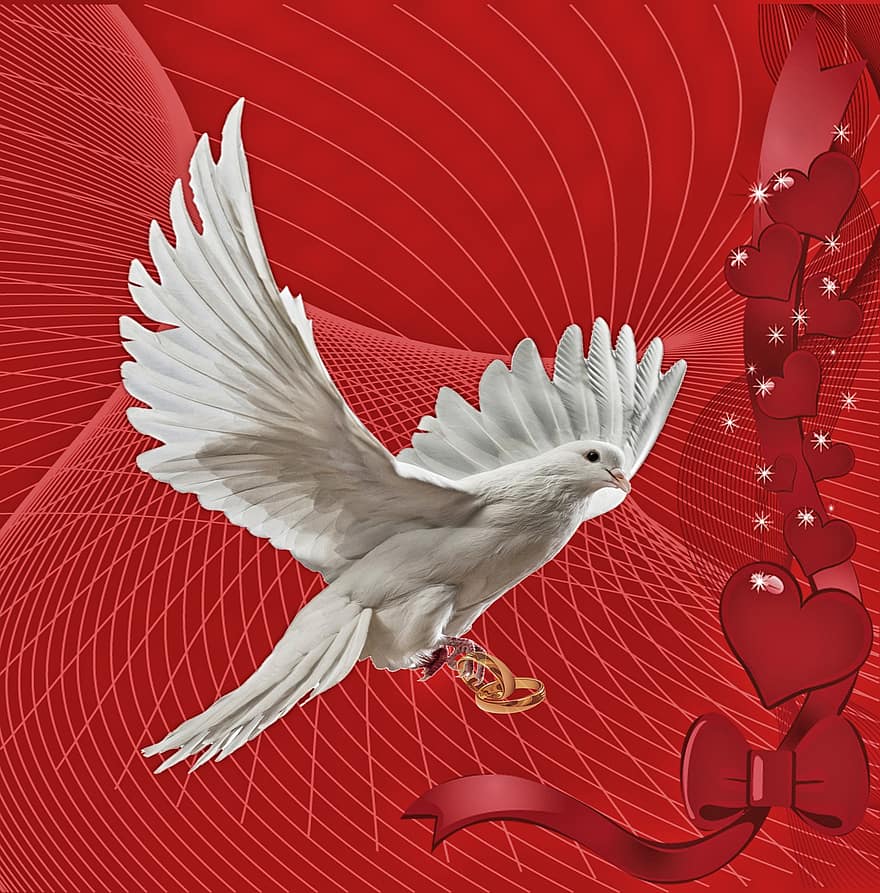 гълъб, птица, Свети Валентин, летене, илюстрация, вектор, фонове, перце, символ, крило на животните, абстрактен