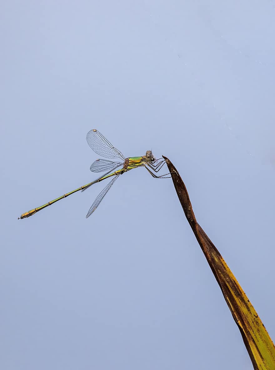 Insect, Dragonfly, Entomology, Species, Creature, Emerald Damselfly