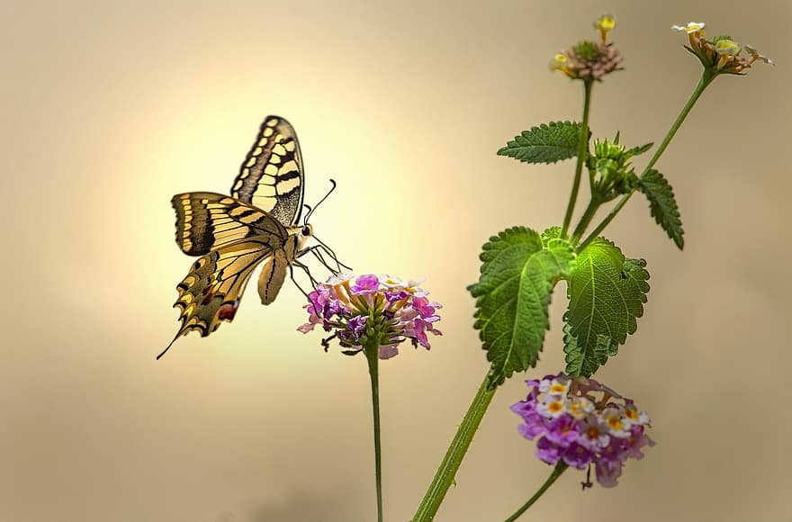Schwalbenschwanz der alten Welt, papilio machaon, Insekt, Schmetterling, bestäuben, Bestäubung, geflügeltes Insekt, Schmetterlingsflügel, Schmetterlinge, blühen, Blumen