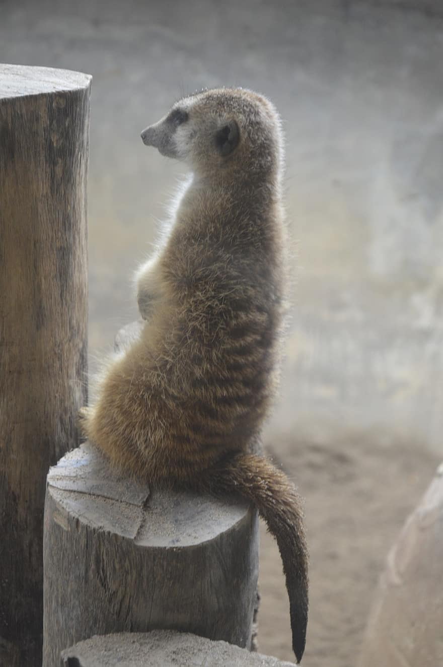 Animal, Meerkat, animals in the wild, cute, one animal, mongoose, looking, small, focus on foreground, fur, africa