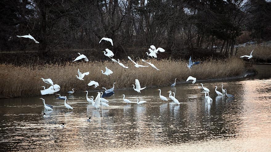 Gangneung, Egrets, Lake, Republic Of Korea, Nature, Landscape, River, Birds, flying, water, seagull