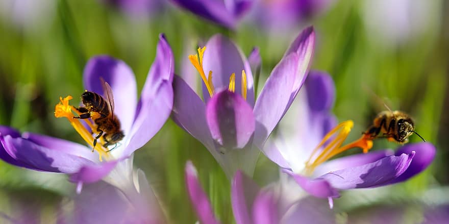 Bienen, Insekten, Krokus, Bestäubung, Blumen, Pflanze, Blütenblätter, Nektar, Pollen, blühen, Garten
