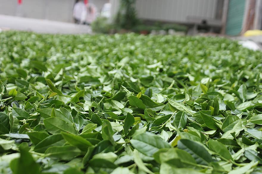 Tieguanyin, Tee, Blätter, anxi tieguanyin tee, Chinesischer Oolong-Tee, organisch, Teepflanze