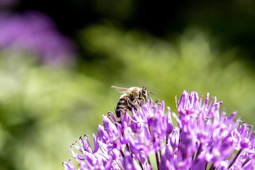 フラワーズ、蜂、昆虫、花びら、花粉、受粉、紫の、ライラック、花、夏、植物の