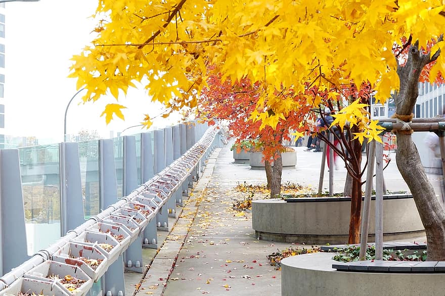 žlutá, rostlina, Soul, Korejská republika, stanice seoul, park, šířka, podzim, list, sezóna, strom