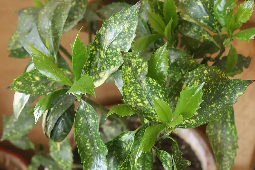 Japanese Laurel, Leaves, Botany, Plant, Foliage, Growth, Houseplant, leaf, green color, close-up, freshness