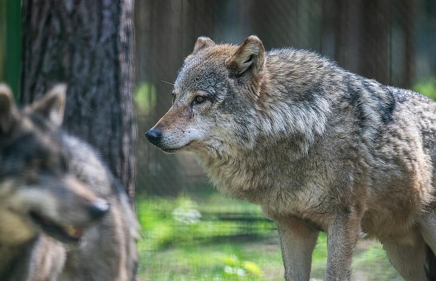 chó sói, thú vật, rừng, động vật có vú, động vật ăn thịt, động vật hoang da, động vật hoang dã, hoang vu