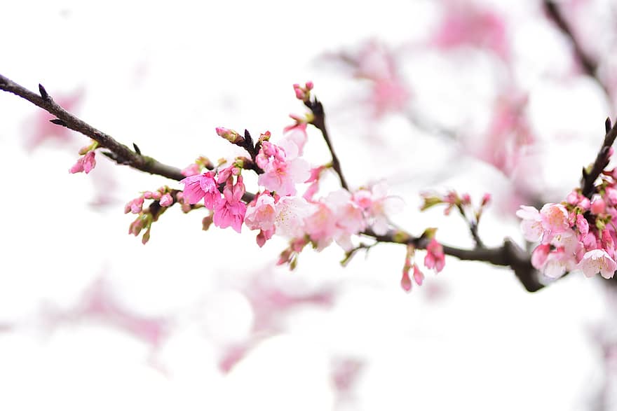 květiny, sakura, cerasus campanulata, Třešňový květ, okvětní lístky, pupeny, větev, jaro, strom, růžová barva, květ