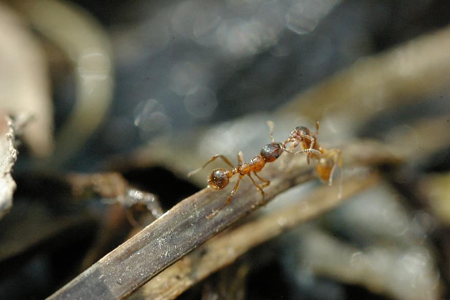 formigues, insectes, macro, animals, primer pla, macroperspectiva