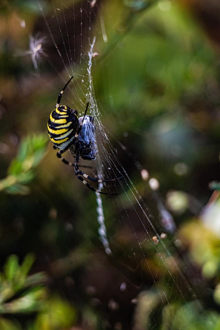 insekt, hveps spider, edderkoppespind, dyreliv, edderkop, spindelvæv, web, makro, tæt på, arachnid, grøn farve