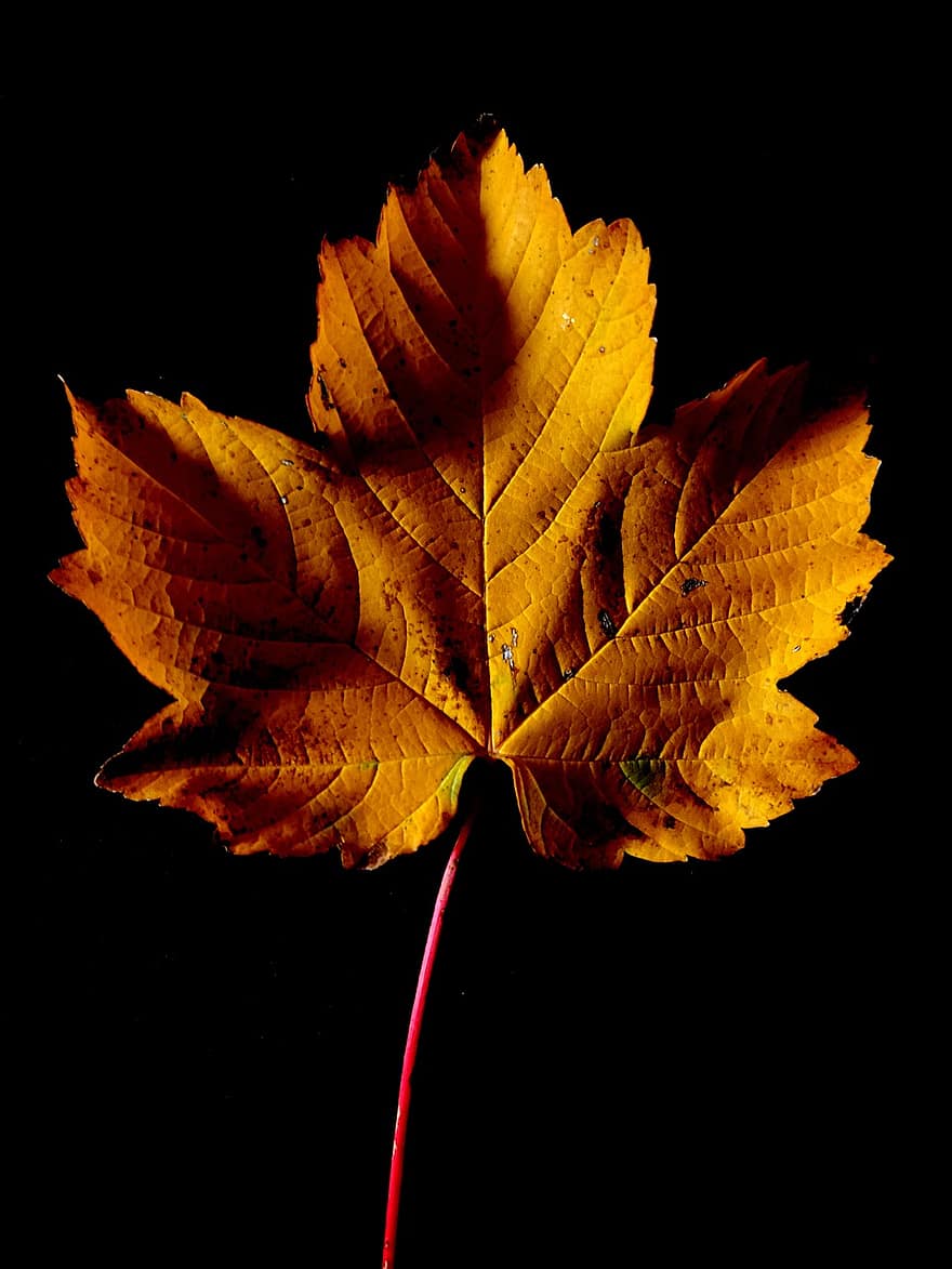 есен, листо, кленов лист, шума, есенно листо, есенна листа, есенния сезон, попадат зеленина, листа