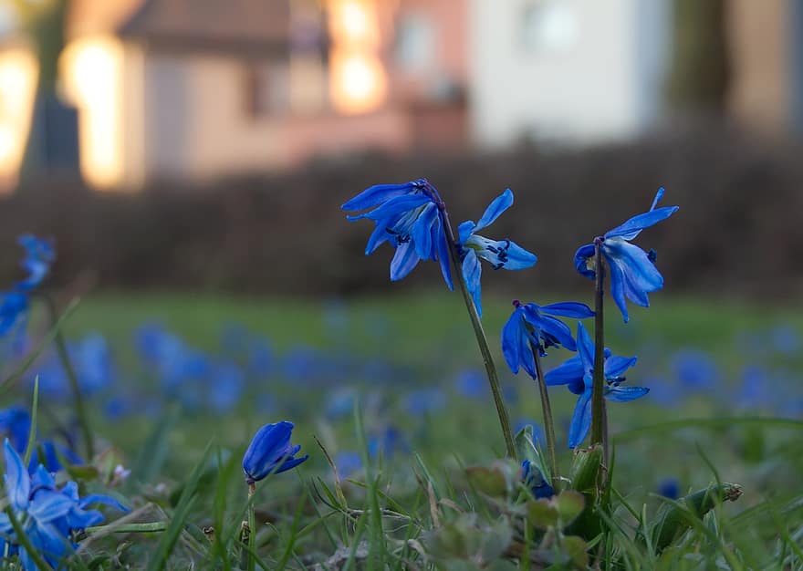 Siberian Squill, Flowers, Plant, Scilla Siberica, Blue Flowers, Petals, Bloom, Blossom, Grass, Meadow, Nature