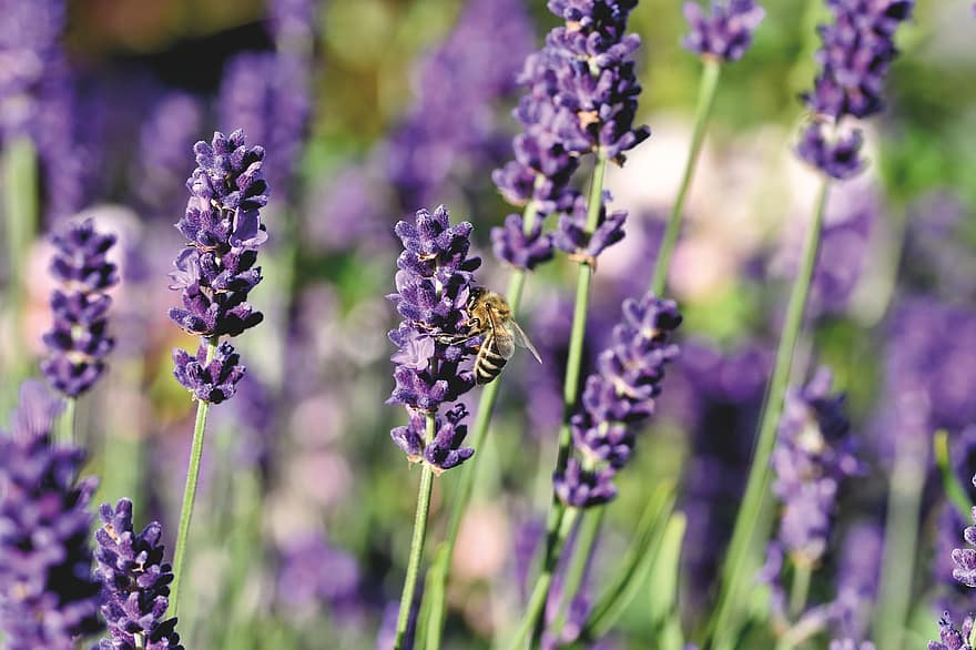 lebah madu, lebah, serangga, lavender, bunga lavender, mekar, berkembang, flora, bunga, menanam, padang rumput