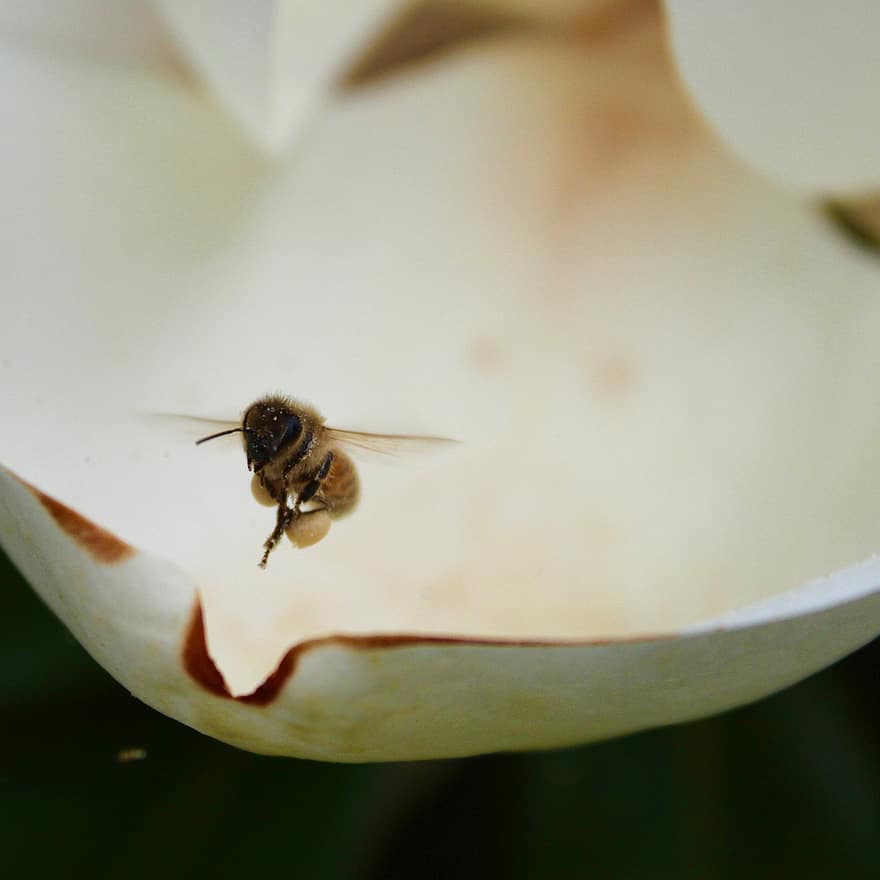 včela, hmyz, létající, včelí med, vznášet se, okvětní lístek, magnólie, květ