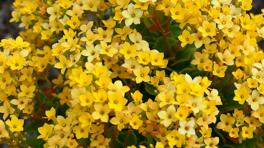 blomster, gul, blomst, blomstre, gule blomster, petals, gule kronblader, flora, floriculture, hagebruk, botanikk
