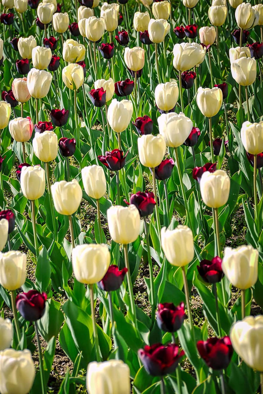 тюльпани, ліжко з тюльпанами, квітник, весна, тюльпанове поле, тульпенблюте, цвітіння, квіти, природи, Рослина, сад