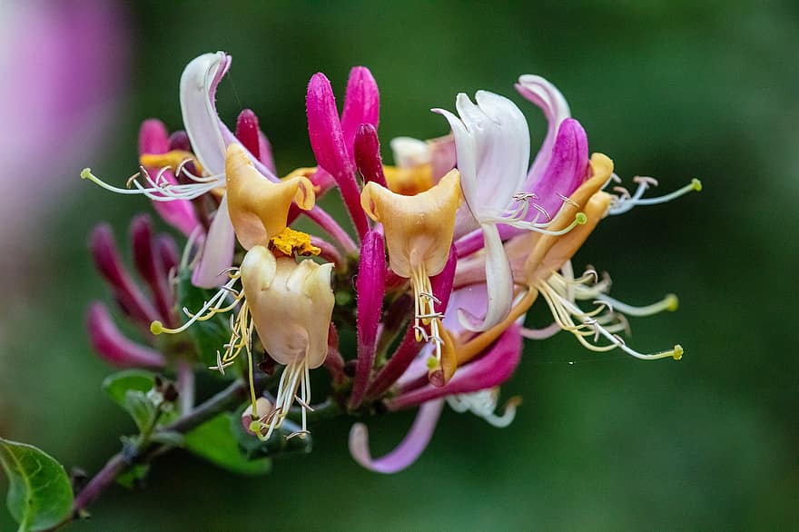honeysuckles, ดอกไม้, ตา, กลีบดอก, กลีบดอกสายน้ำผึ้ง, เบ่งบาน, ดอก, ปลูก, พฤกษา, ธรรมชาติ, กลิ่นหอม