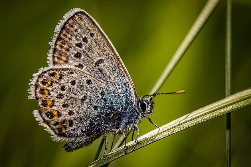 Butterfly, Insect, Common Blue, Polyommatus Icarus, Wings, Butterfly Wings, Lepidoptera, Biology, Macro Photography, Close Up, Nature