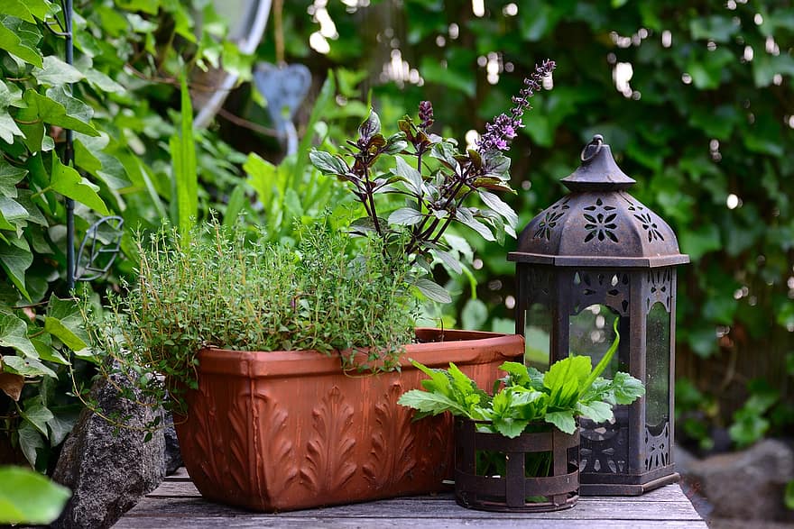 Basil Bush Basil, tymián, byliny, kulinářské byliny, bylinková zahrada, aroma, bylinné rostliny, léčivé byliny, jíst, zdravý, chuť