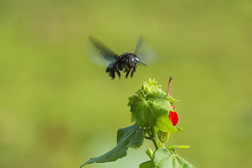 蜂、昆虫、花、花粉、工場、飛ぶ、翼、咲く、庭園、受粉、フローラ